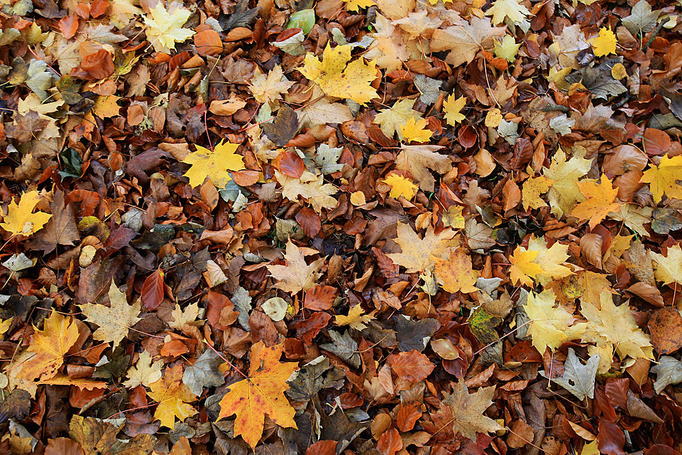 Experts Say You Should Stop Raking Those Leaves in the Utica-Rome Area