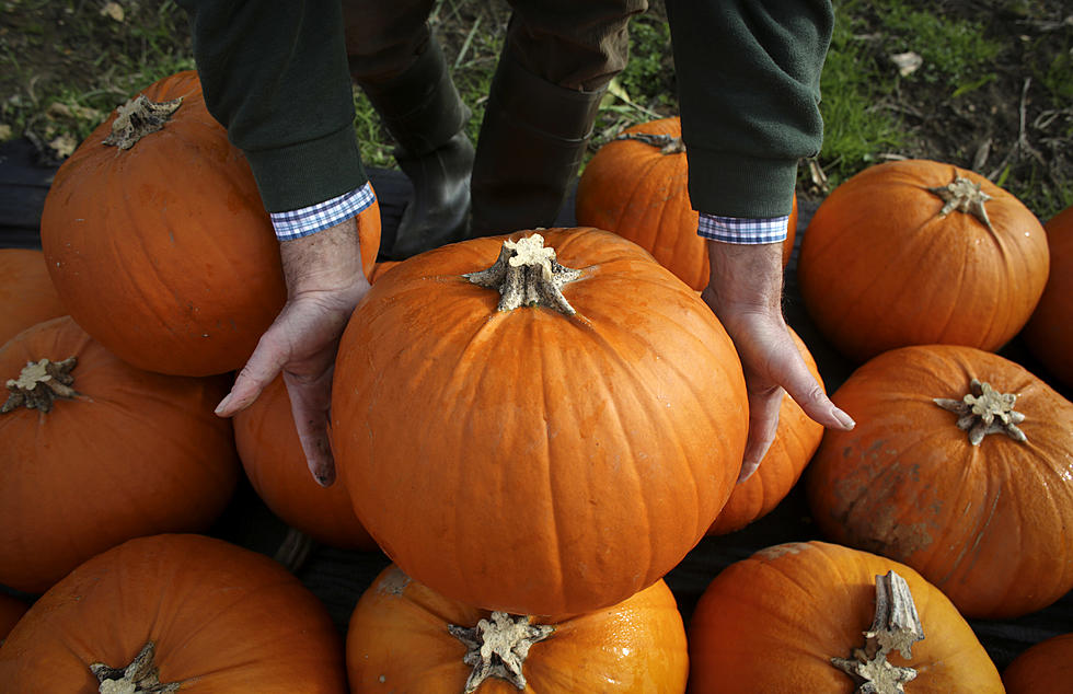 Six Tricks for Picking The Best Carving Pumpkins! 
