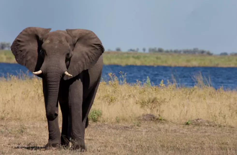 Adorable Baby Elephant Doesn’t Want to Finish Bath Time [Video]