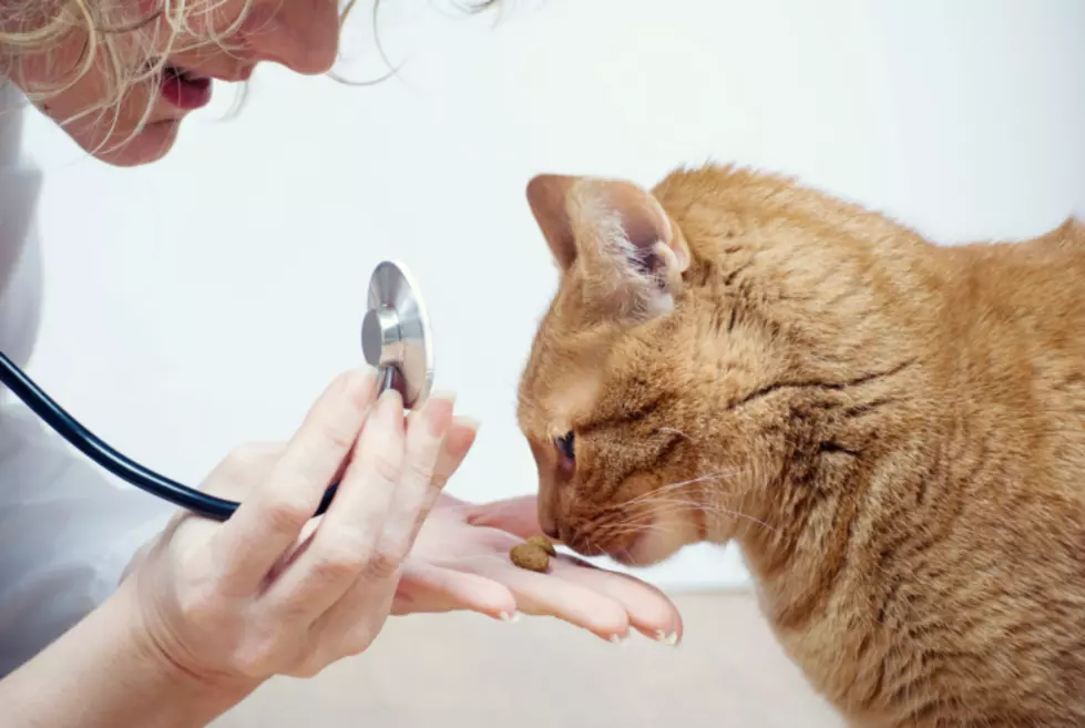 It Could Become Illegal to Declaw Your Cat in New York State