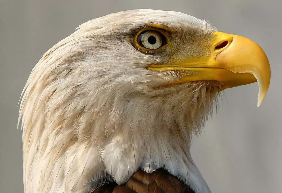 Man Tries Selling Bald Eagle Parts