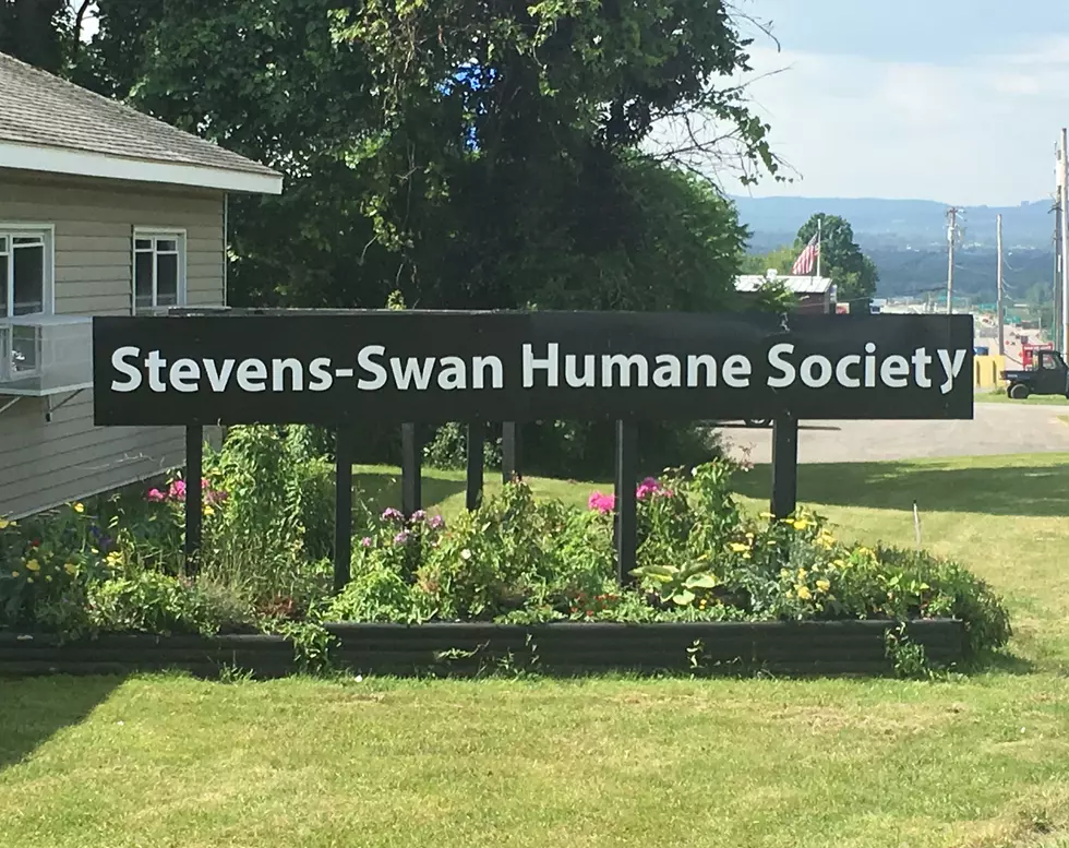 Utica&#8217;s Stevens-Swan Discounts Adoptions For &#8216;National Dog Day&#8217;