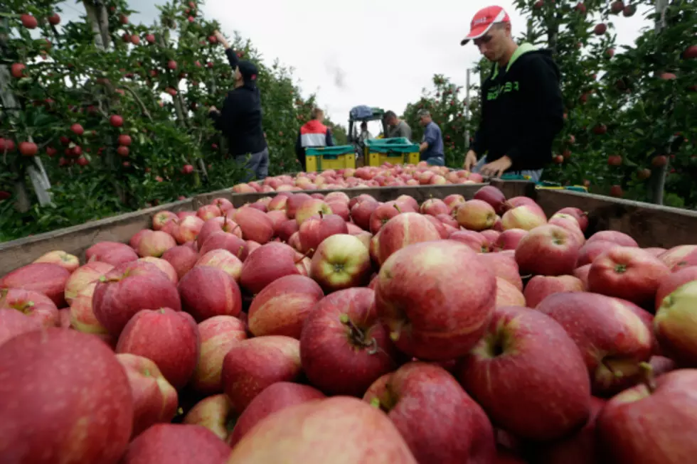 Forecast For This Year’s Upstate NY Apple Crop