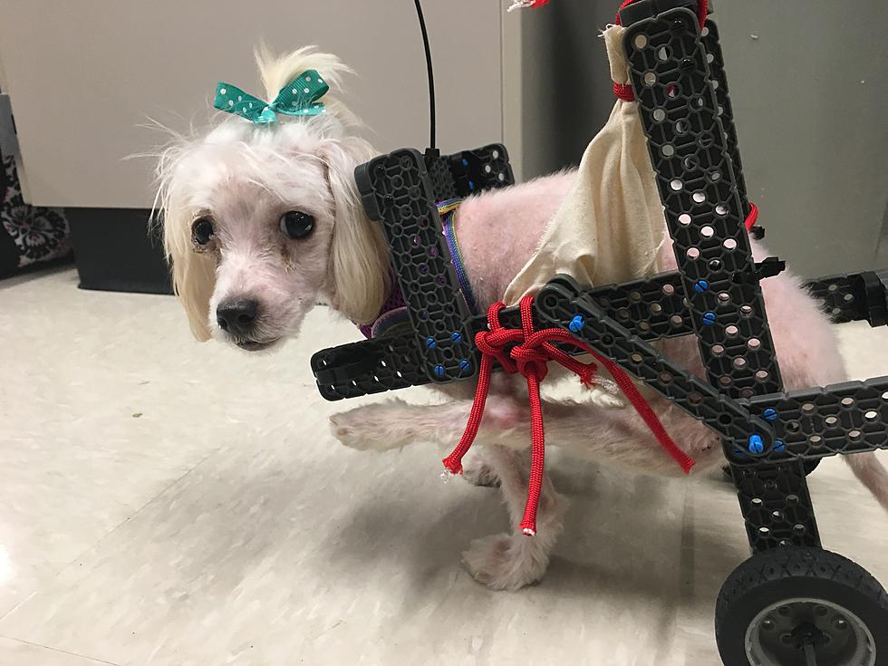 Oriskany Students Create Wheelchair For Disabled Puppy
