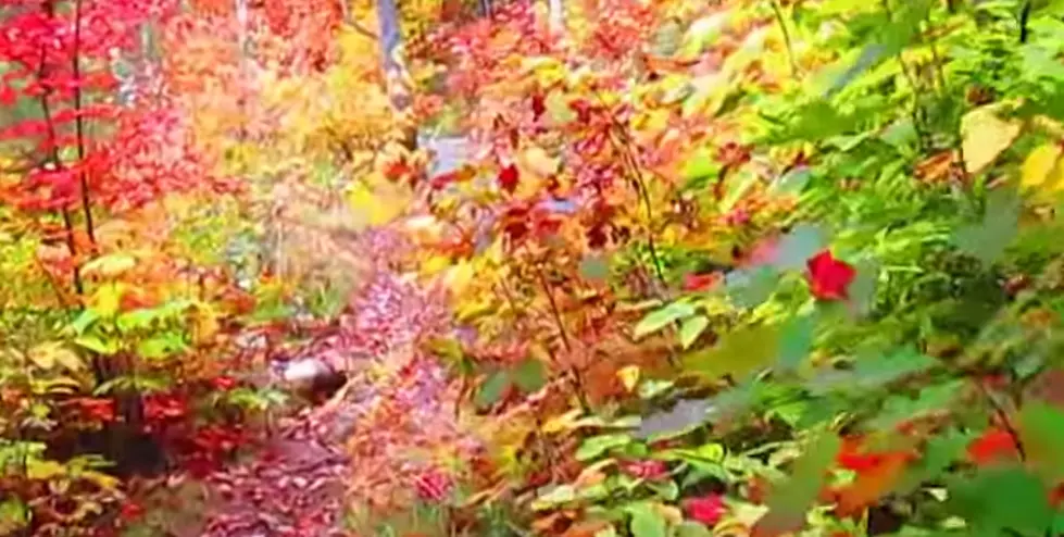 See the Beautiful Fall Leaves in the Adirondacks