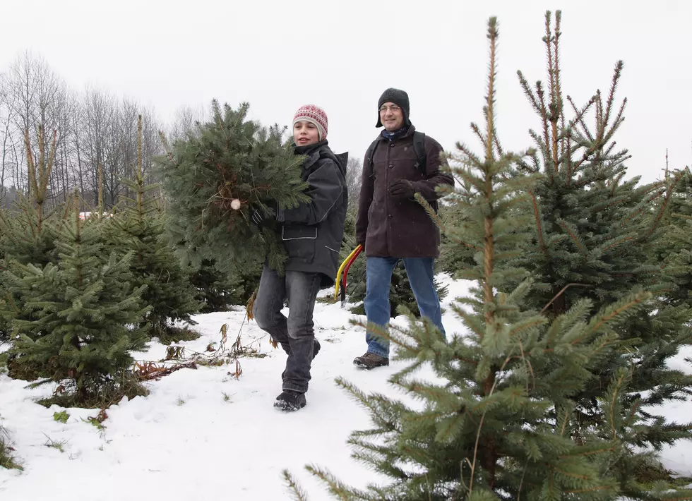 Where You Can Get a Live Christmas Tree in Utica and Rome