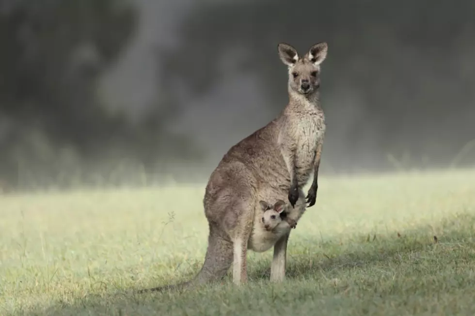 Kangaroo Escapes