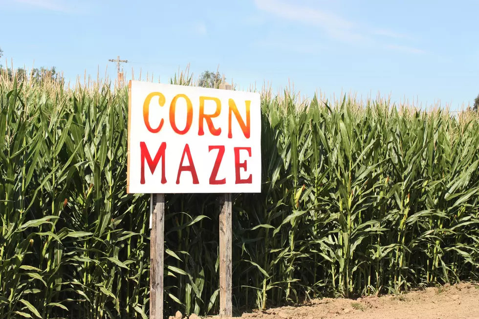 Get Lost in One of These Central New York Area Corn Mazes