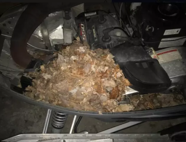 What the Heck&#8217;s Been Living In My Friend Mike&#8217;s Snowmobile?