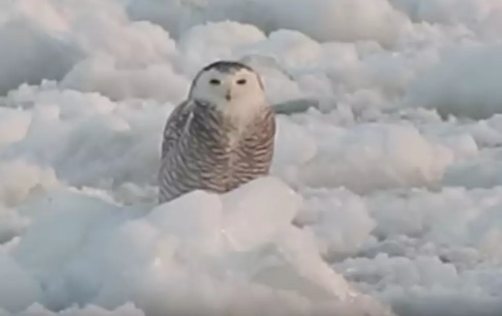 You Can't Stop Watching This Mesmerizing CNY Owl Video