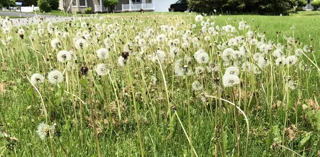 Dandelions Are Taking Over Central New York