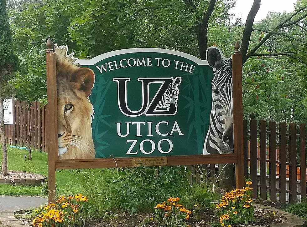 Utica Zoo Facing 'Dire' 'Devastating' $1 Million Budget Shortfall