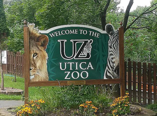 Area Musicians Coming Together to Virtually Support Utica Zoo