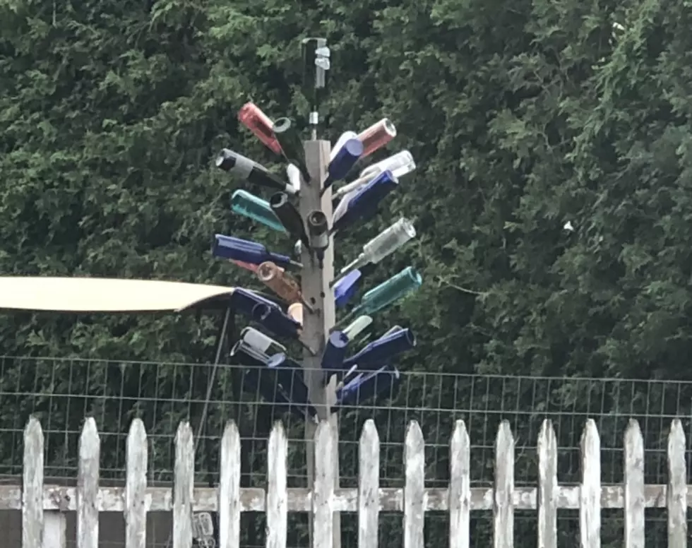 What's The Spooky Reason Behind Those Wine Bottle Trees