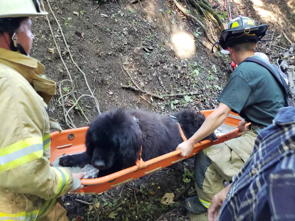 Westmoreland Volunteer FD Rescues Giant Dog From Ravine in Clinton