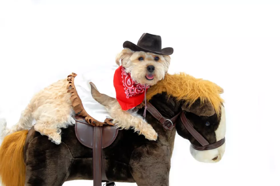 Cowboy on Pony