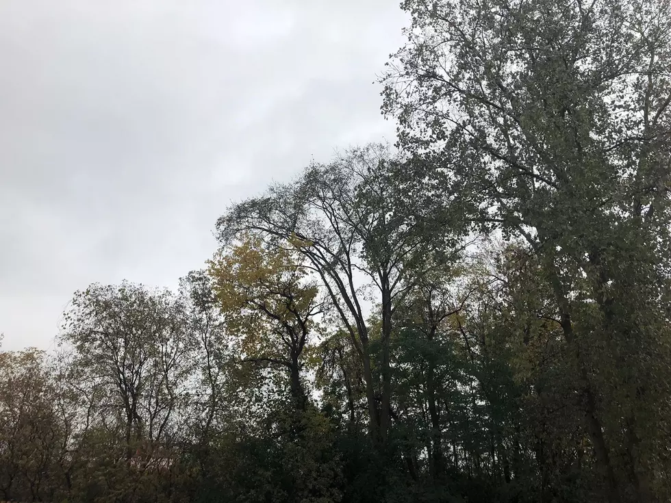 Central New York Fall Foliage is Dull and Depressing This Year