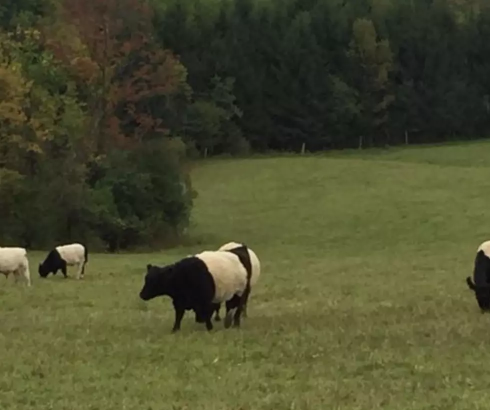 Deja Moo: Oreo Cookie Cows on The Loose in Utica