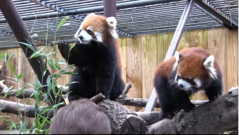 Give The Gift Of A Utica Zoo Red Panda Encounter This Holiday Sea