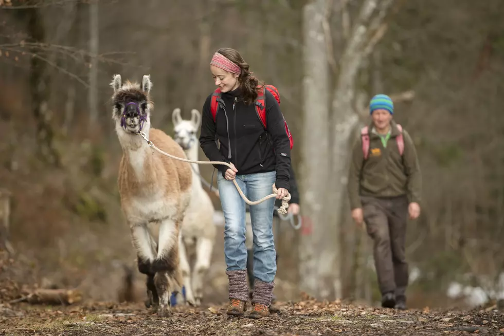 Take A Hike With A Llama in The Adirondacks
