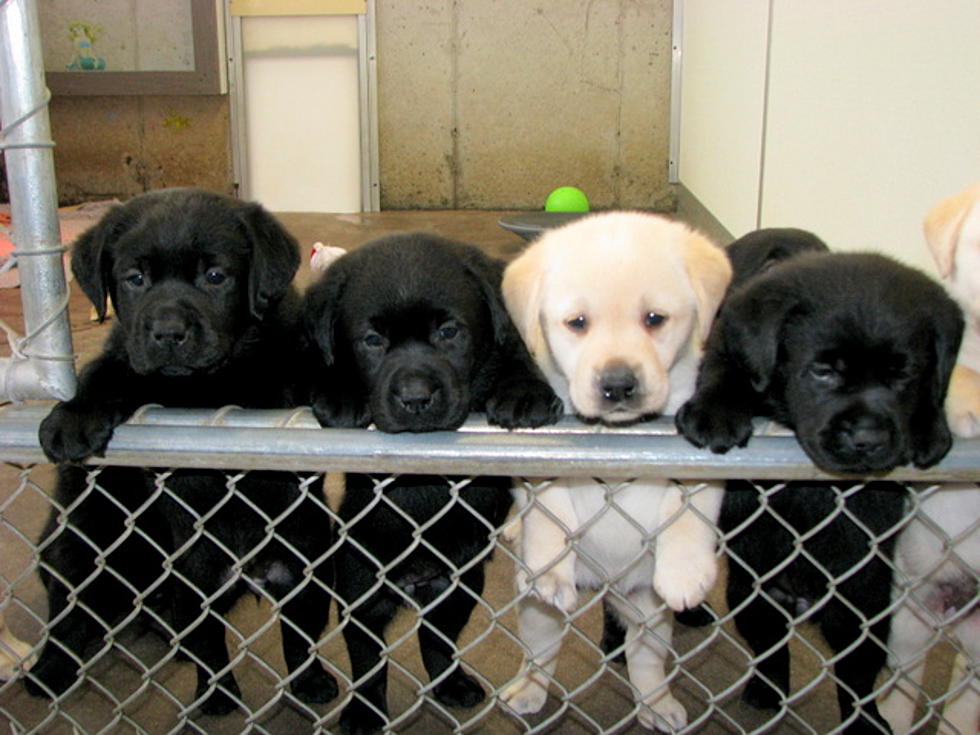 Seeing Eye 'Puppy Raisers' Needed in Central New York