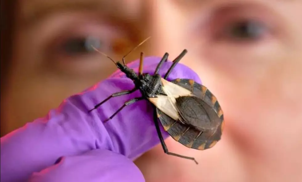 CDC Warns Blood-Sucking “Kissing Bug” Making Its Way North