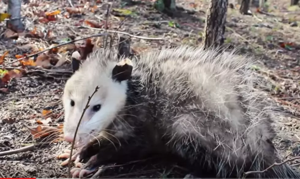 Do Opossums Prevent Lyme Disease in Central New York?