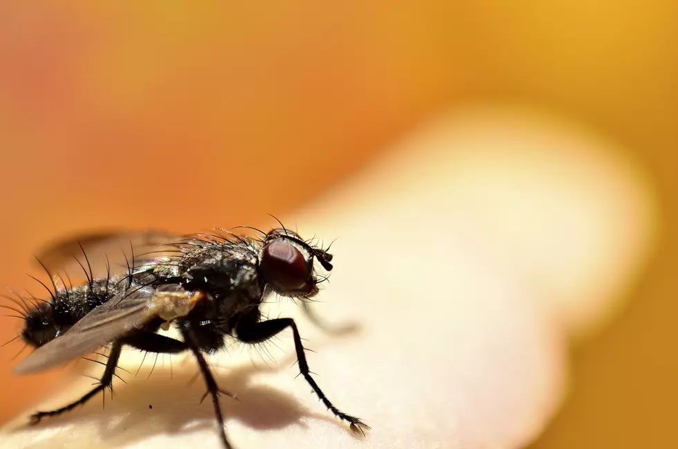 Black Fly Season Likely To Be Extra Bad This Summer in Central New York