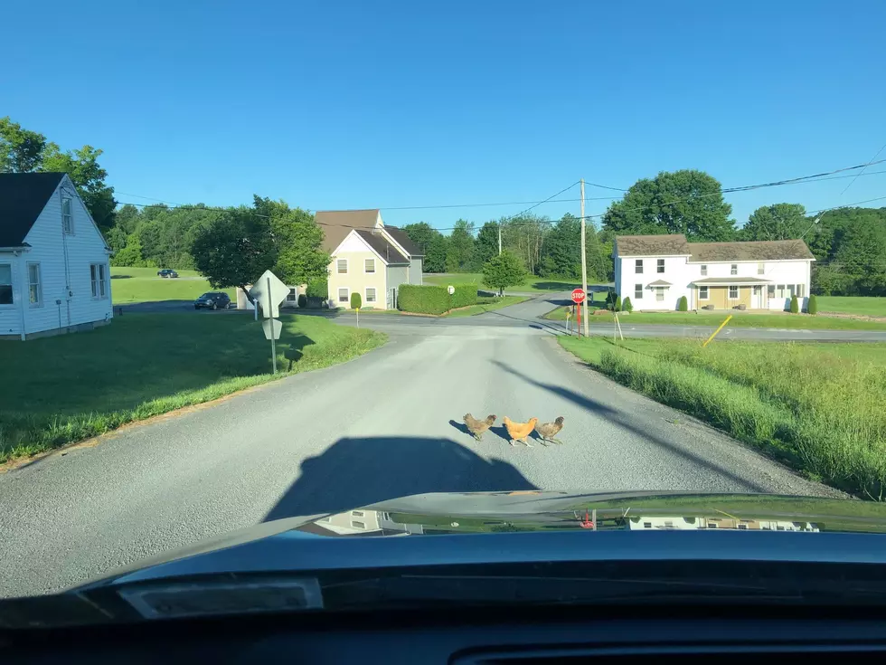 Turns Out, Chickens Do NOT Efficiently Cross the Road At All