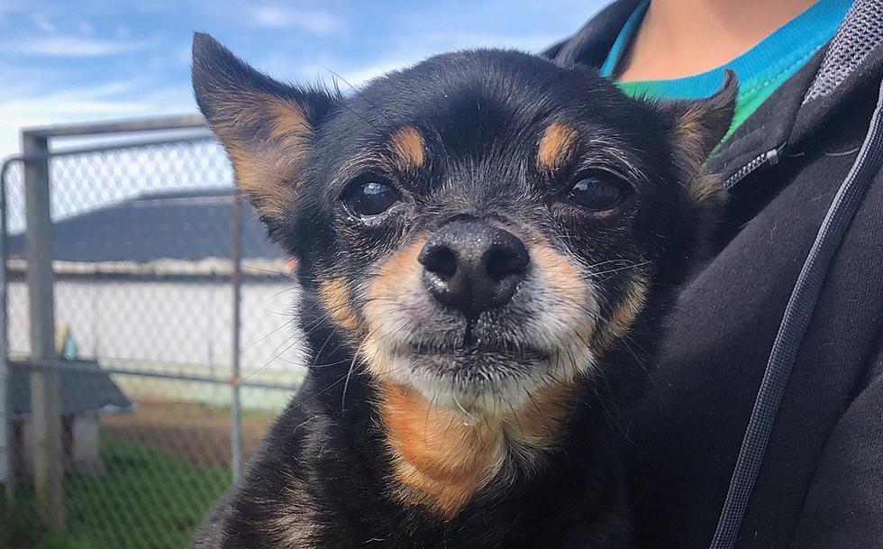 Senior Chihuahua Named 'Cheech' Wants to Join Your Casa