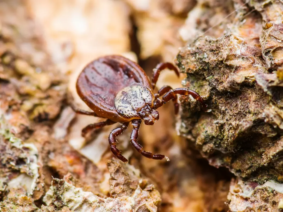 New Tick-Borne Disease That Feels Worse Than Lyme Found in CNY