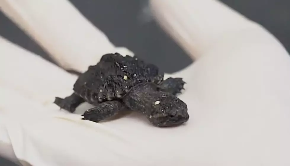 Baby Turtles Rescued in Central New York