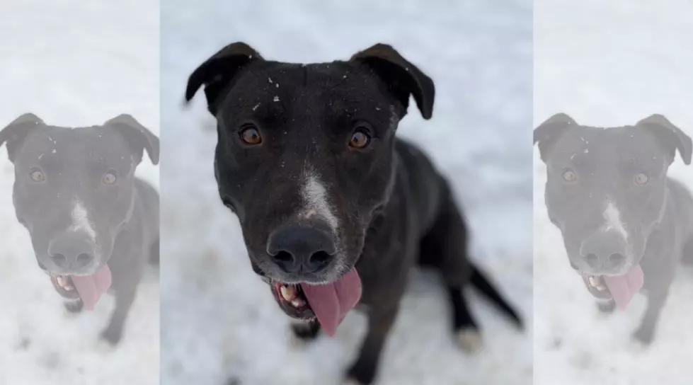 Help Jimmy Find His ‘Furever’ Home This Holiday Season