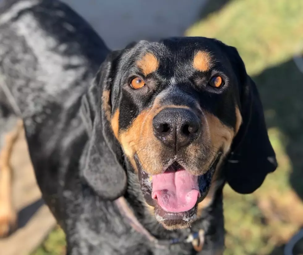 Boone Ain't Nothin' But a Hound Dog Looking for a Home