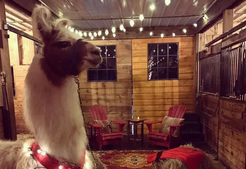 Smooch a Llama in Old Forge Just in Time for Valentine’s Day