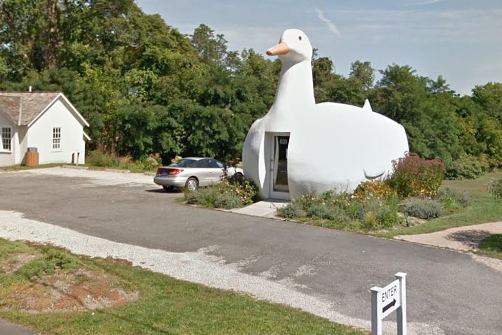 It's Quackers: Have You Seen This Giant Duck in New York