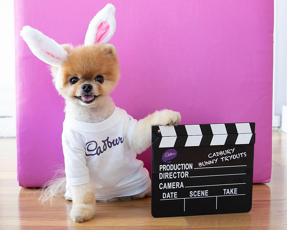Your CNY Pet Could Be on TV as the Next Cadbury Easter Bunny
