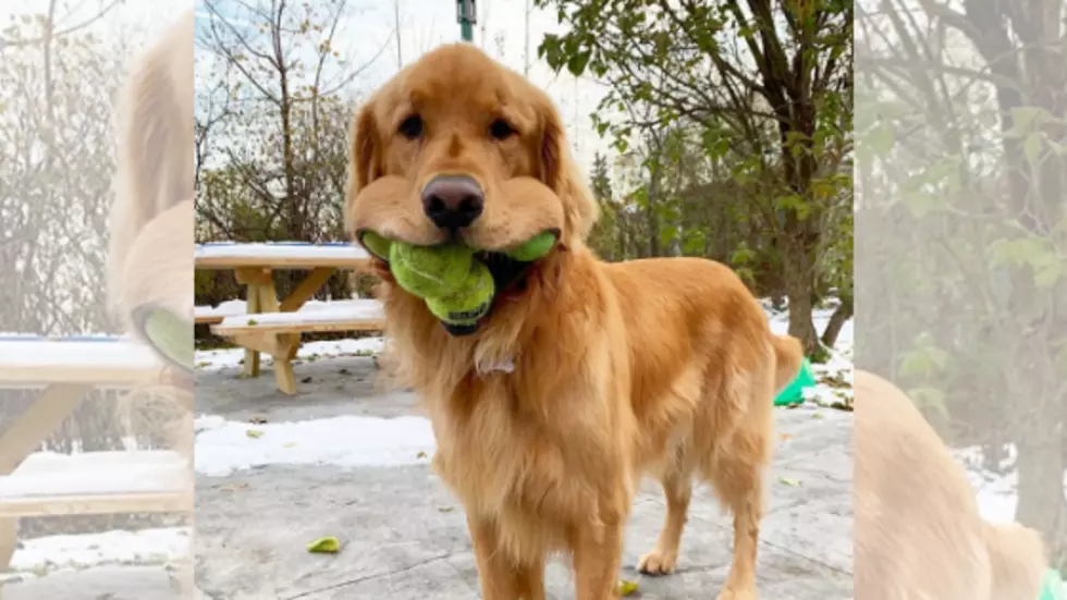 NY Golden Retriever One Ball Closer To Being World Record Holder