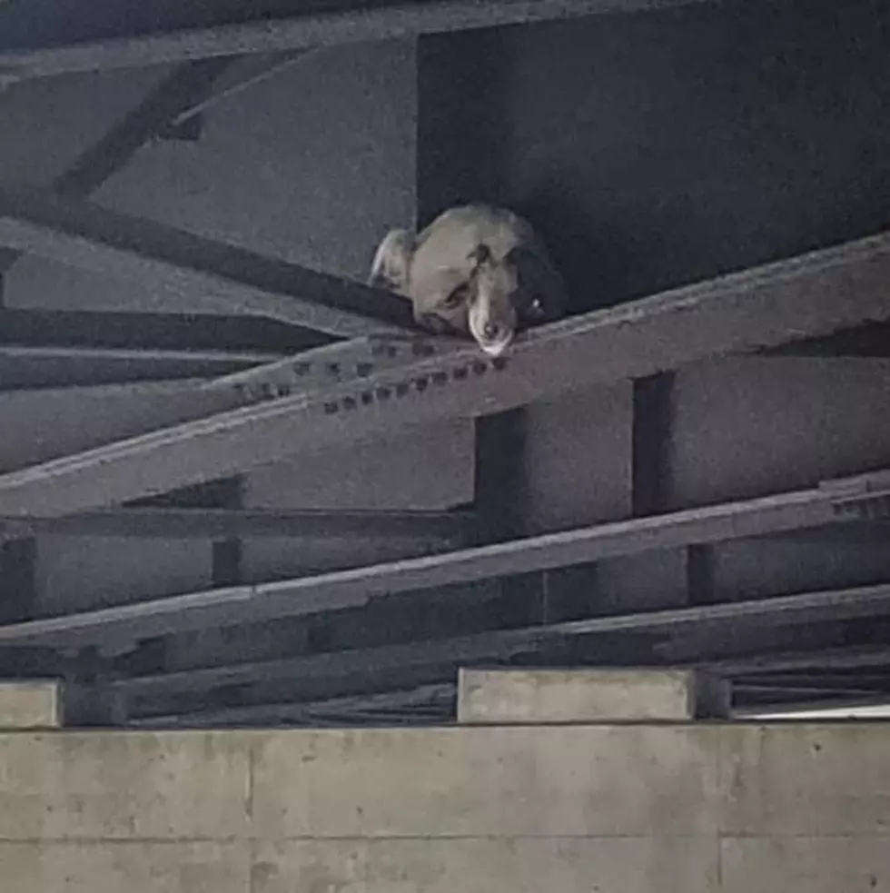 Doomed Goat Escapes Fate, Rescued From CNY Overpass