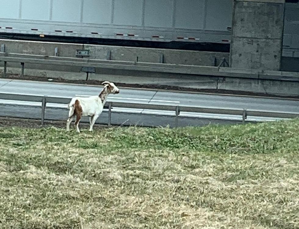 Because This Year is Nuts, a Goat Was Hanging Out on Route 49