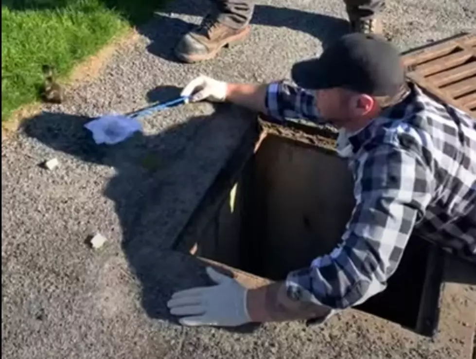 Upstate New York Workers Rescue Baby Ducks from Storm Drain