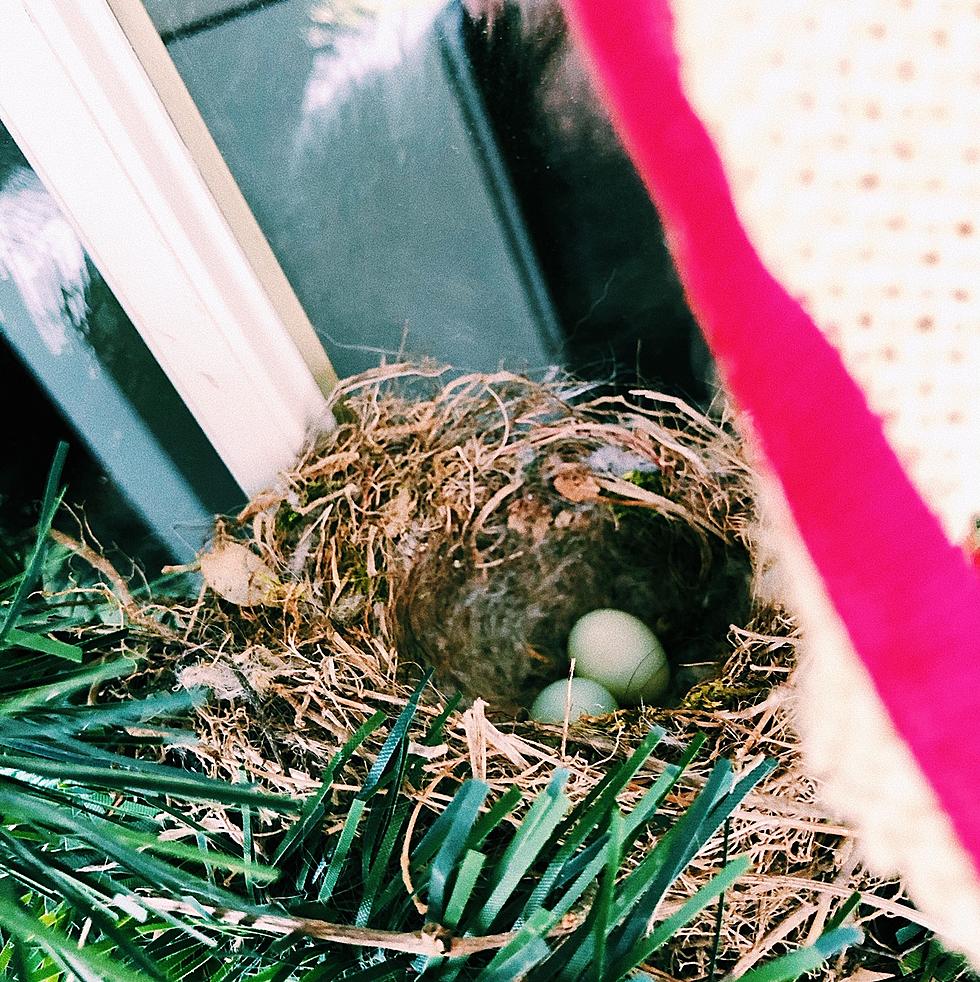 Will a Mama Bird Reject a Baby Bird if You Touch It?