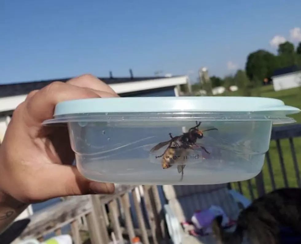 These Are the Wasps You’re Most Likely to Mistake for a Murder Hornet in New York