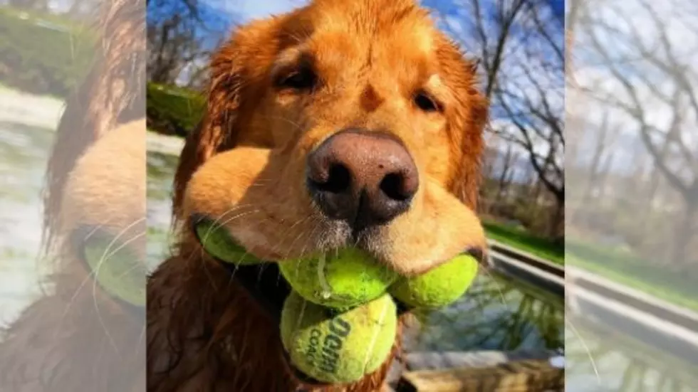 Rochester, NY Golden Retriever Makes It Official With 6 Balls