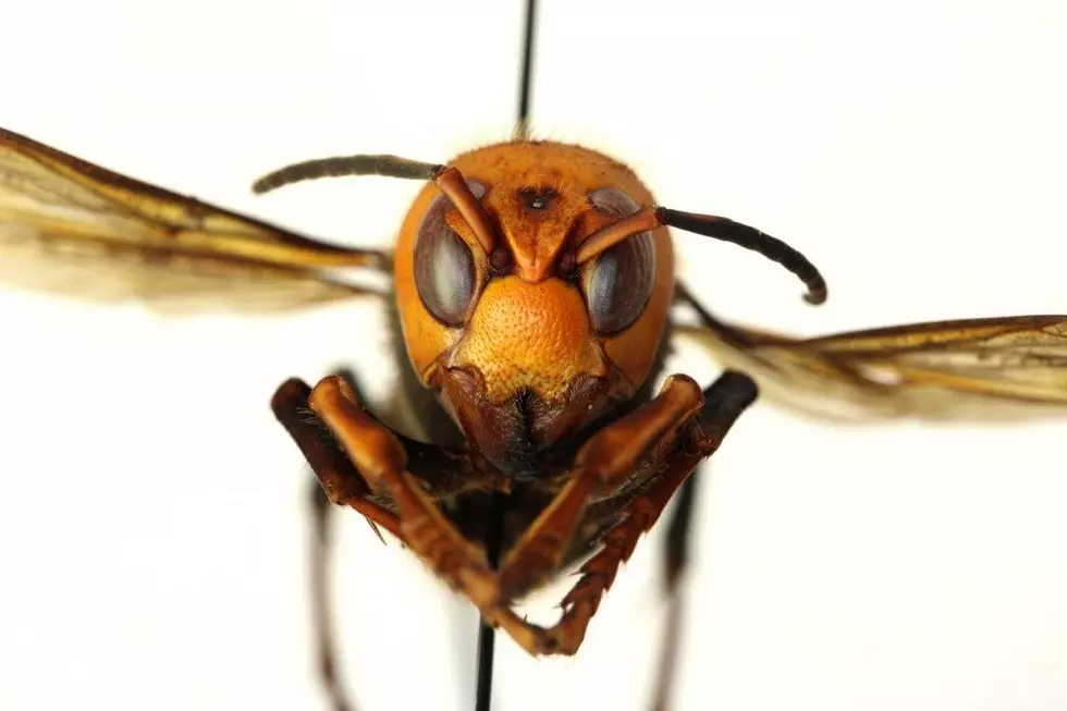 A Hornet That Decapitates Bees in Whole Hives Arrives in the US