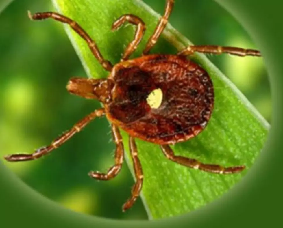 BEWARE: Ticks Prefer &#8216;This&#8217; Part Of Your Body