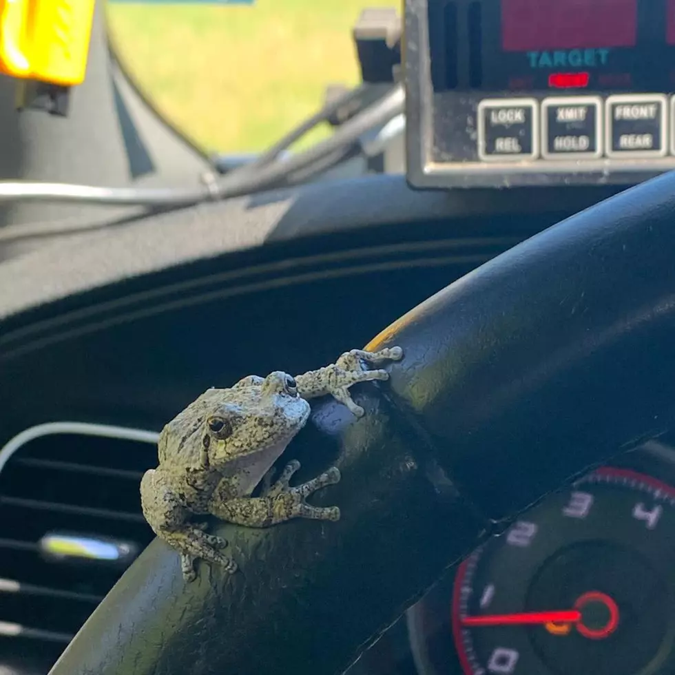 Critter Tries to Hop in for a Ride with New York State Police
