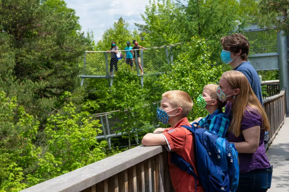 Make A Reservation to Walk Among Treetops as Wild Center Reopens