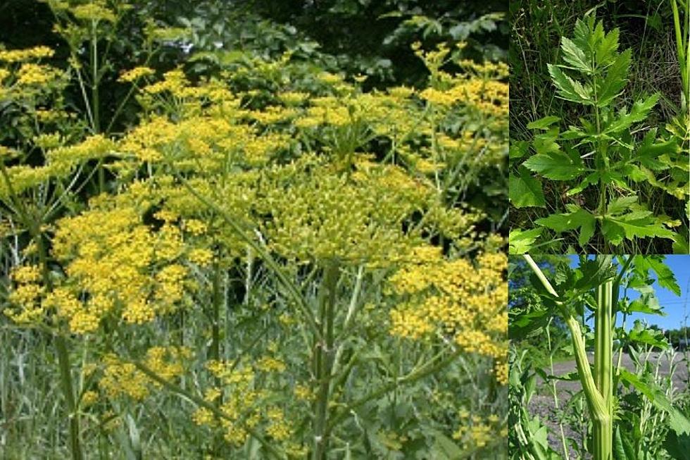 Widespread, Invasive Plant in NY Causes Blistering, Painful Burns