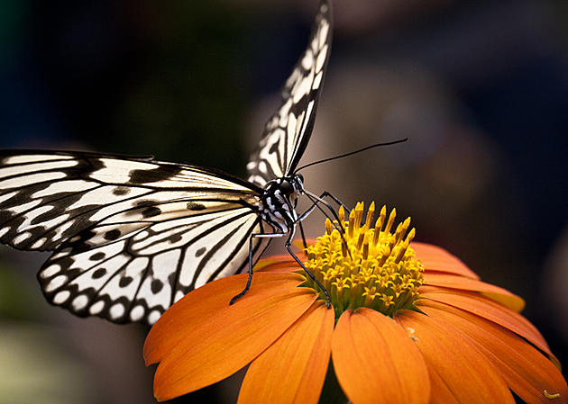 Visit Upstate New York&#8217;s Only Year-Round Butterfly Garden